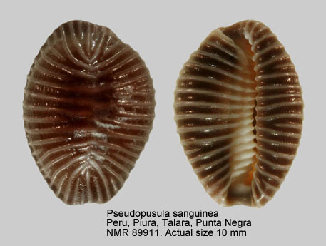 Pseudopusula sanguinea (2).jpg - Pseudopusula sanguinea(Gray,1832)